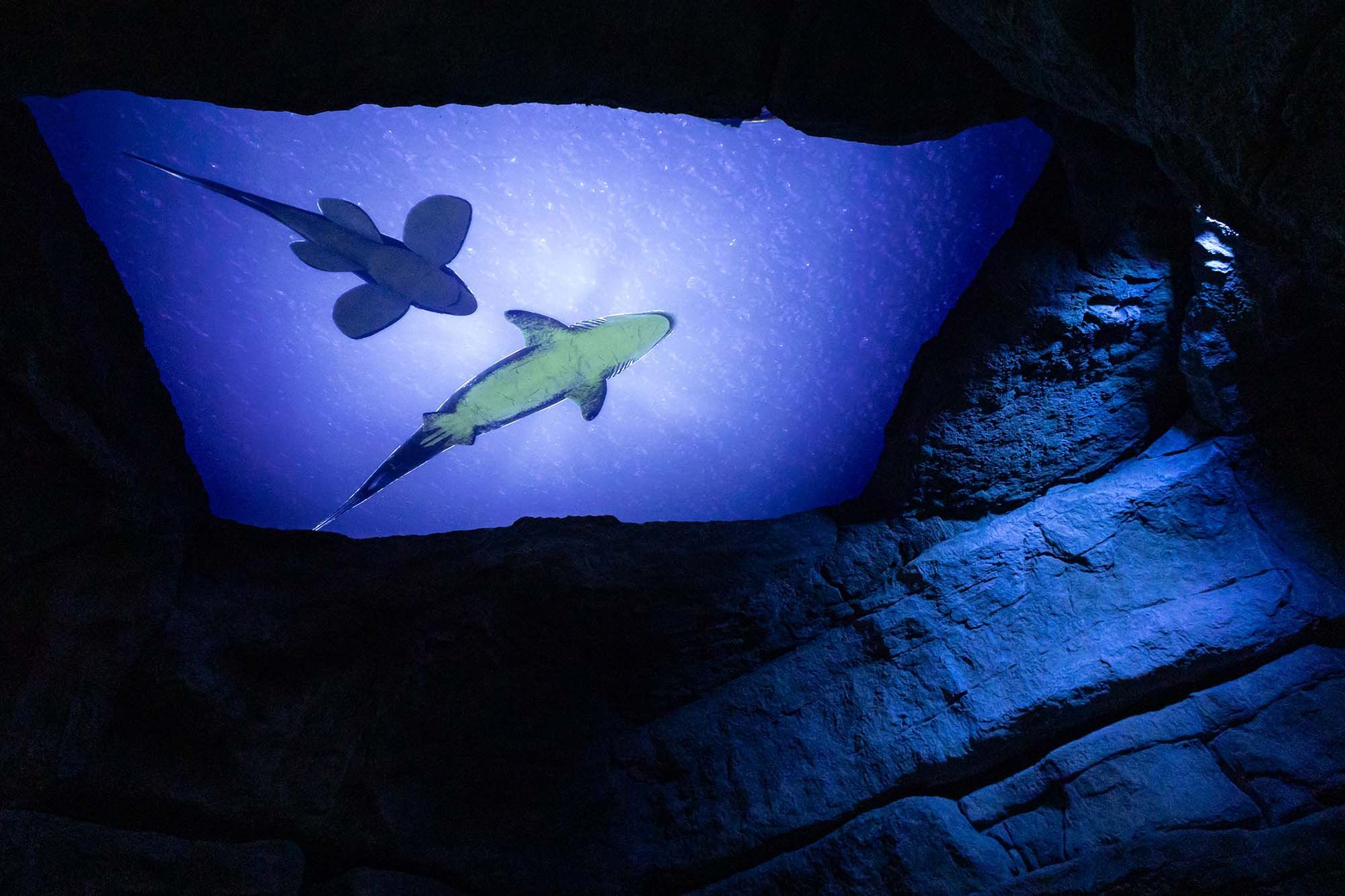 Imagen del carrusel del proyecto